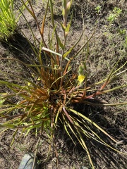 Philydrum lanuginosum