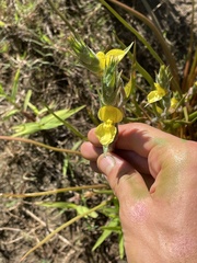 Philydrum lanuginosum