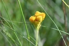 Chrysocephalum apiculatum