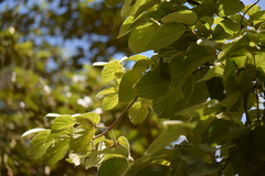 Viburnum stellato-tomentosum