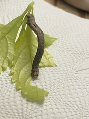 Antepione thisoaria