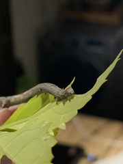 Antepione thisoaria