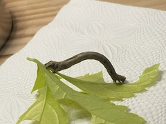 Antepione thisoaria