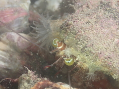 Dardanus pedunculatus