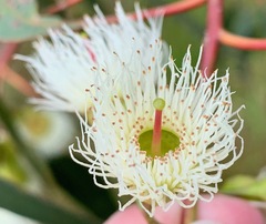 Eucalyptus leucoxylon megalocarpa