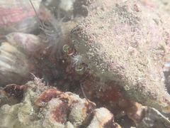 Dardanus pedunculatus