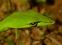 Ahaetulla malabarica