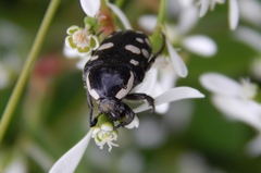 Phoxomela umbrosa