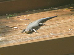 Egernia kingii