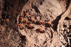 Camponotus nigriceps