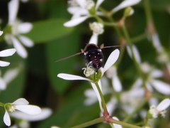 Bombyliidae