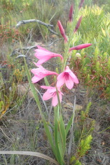 Watsonia rogersii