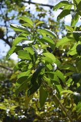 Iochroma arborescens