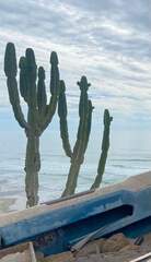 Lophocereus schottii