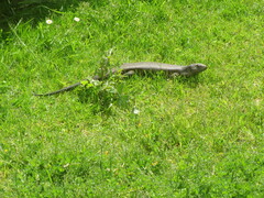 Egernia kingii