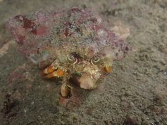 Dardanus pedunculatus