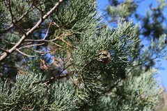 Callitris glaucophylla