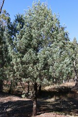 Callitris glaucophylla