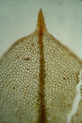 Cinclidium stygium