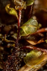 Cinclidium stygium