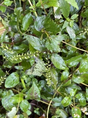 Achyranthes aspera