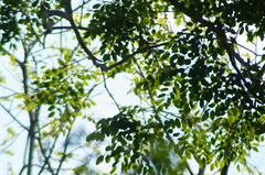 Dalbergia granadillo