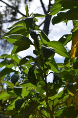 Iochroma arborescens