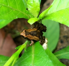 Microhyla