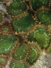 Palythoa