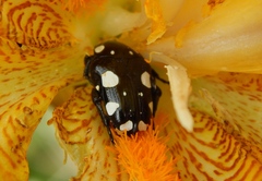 Mausoleopsis amabilis