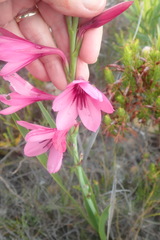 Watsonia rogersii