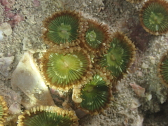 Palythoa