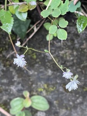 Thalictrum urbainii