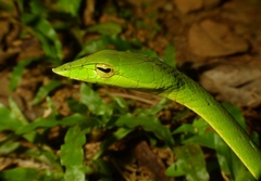 Ahaetulla malabarica