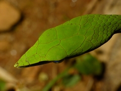 Ahaetulla malabarica