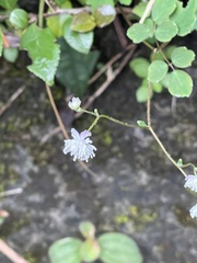 Thalictrum urbainii