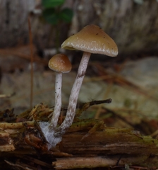 Psilocybe caerulipes