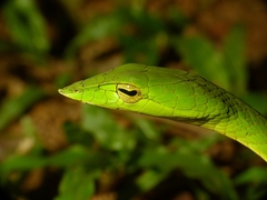 Ahaetulla malabarica