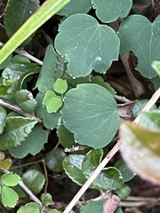 Thalictrum urbainii