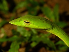 Ahaetulla malabarica