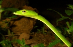 Ahaetulla malabarica