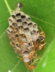 Mischocyttarus phthisicus