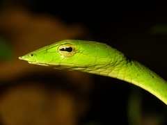 Ahaetulla malabarica