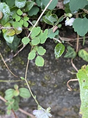Thalictrum urbainii