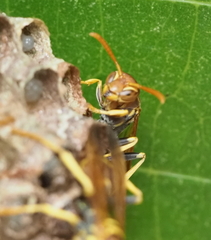 Mischocyttarus phthisicus