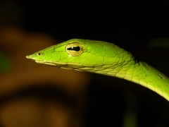 Ahaetulla malabarica