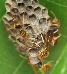 Mischocyttarus phthisicus