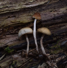 Psilocybe caerulipes
