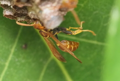 Mischocyttarus phthisicus