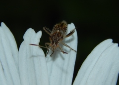 Stictopleurus scutellaris